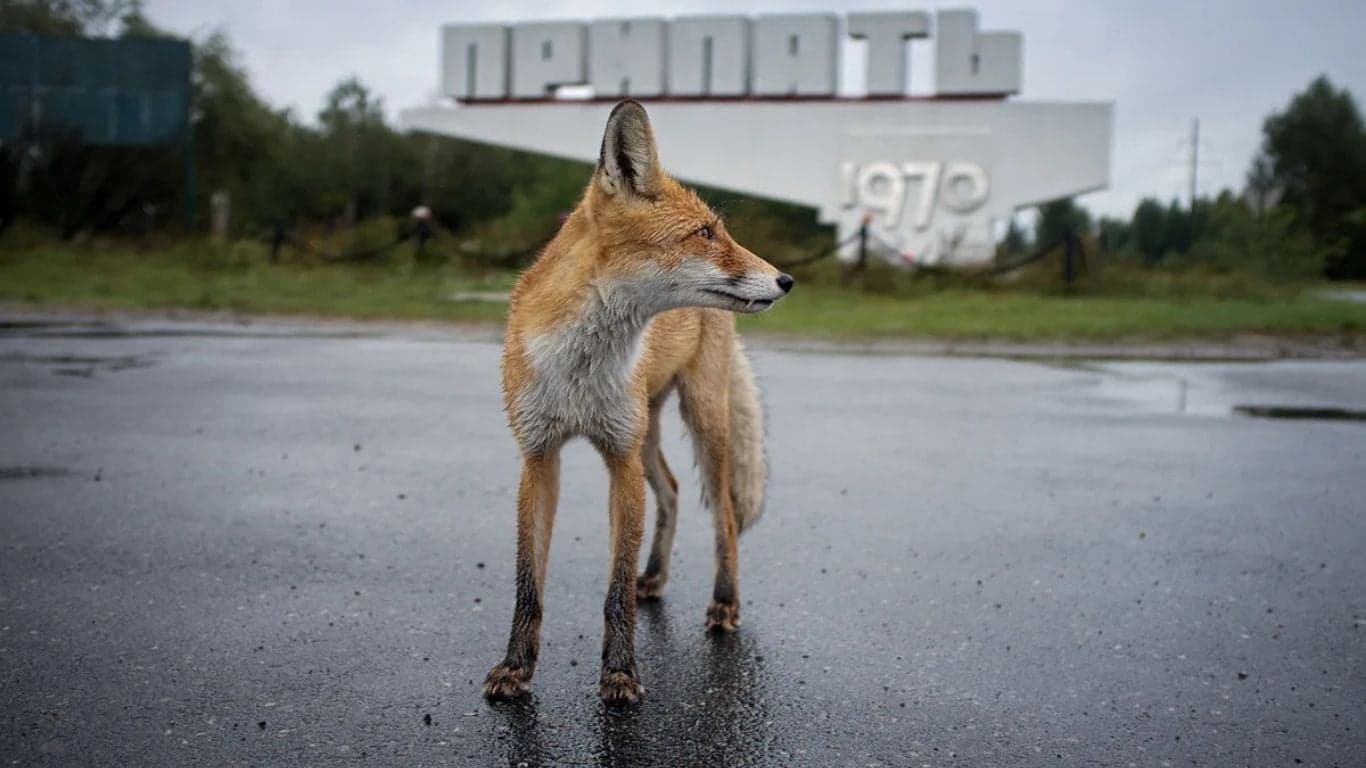 Çernobil'in Yaban Hayatı: Felaketin Ardından Doğa Nasıl Değişti?