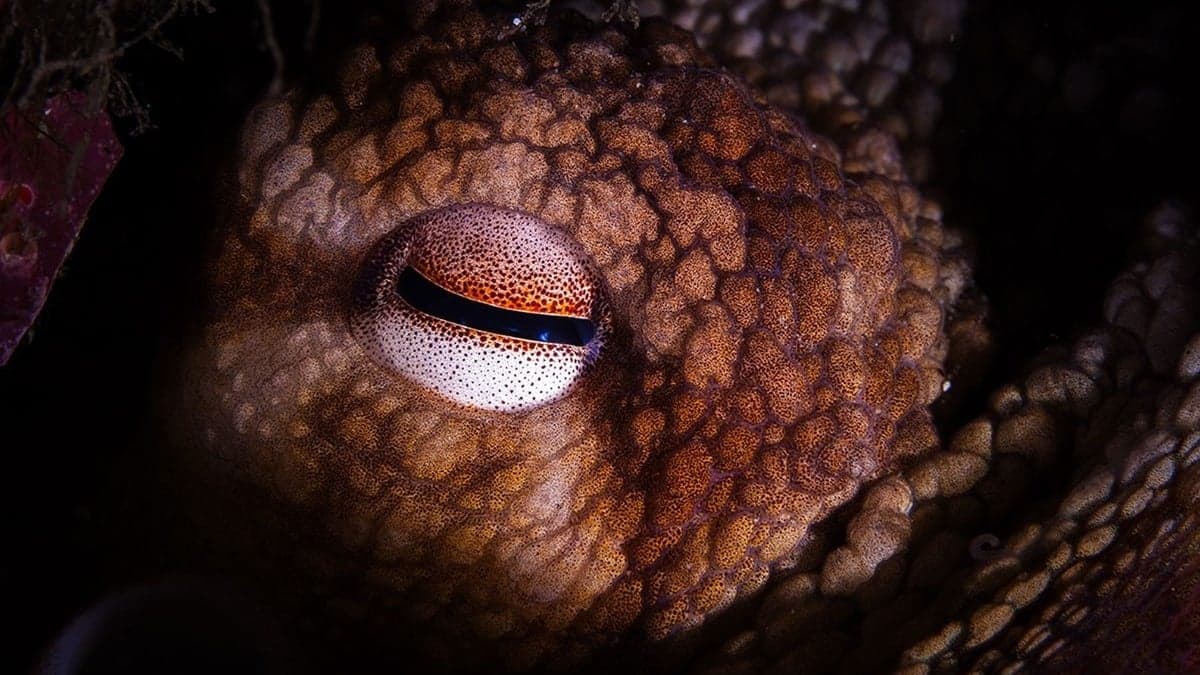 Dinozor Çağının Okyanuslarında Yaşayan Gerçek Tepe Avcıları: Dev Ahtapotlar