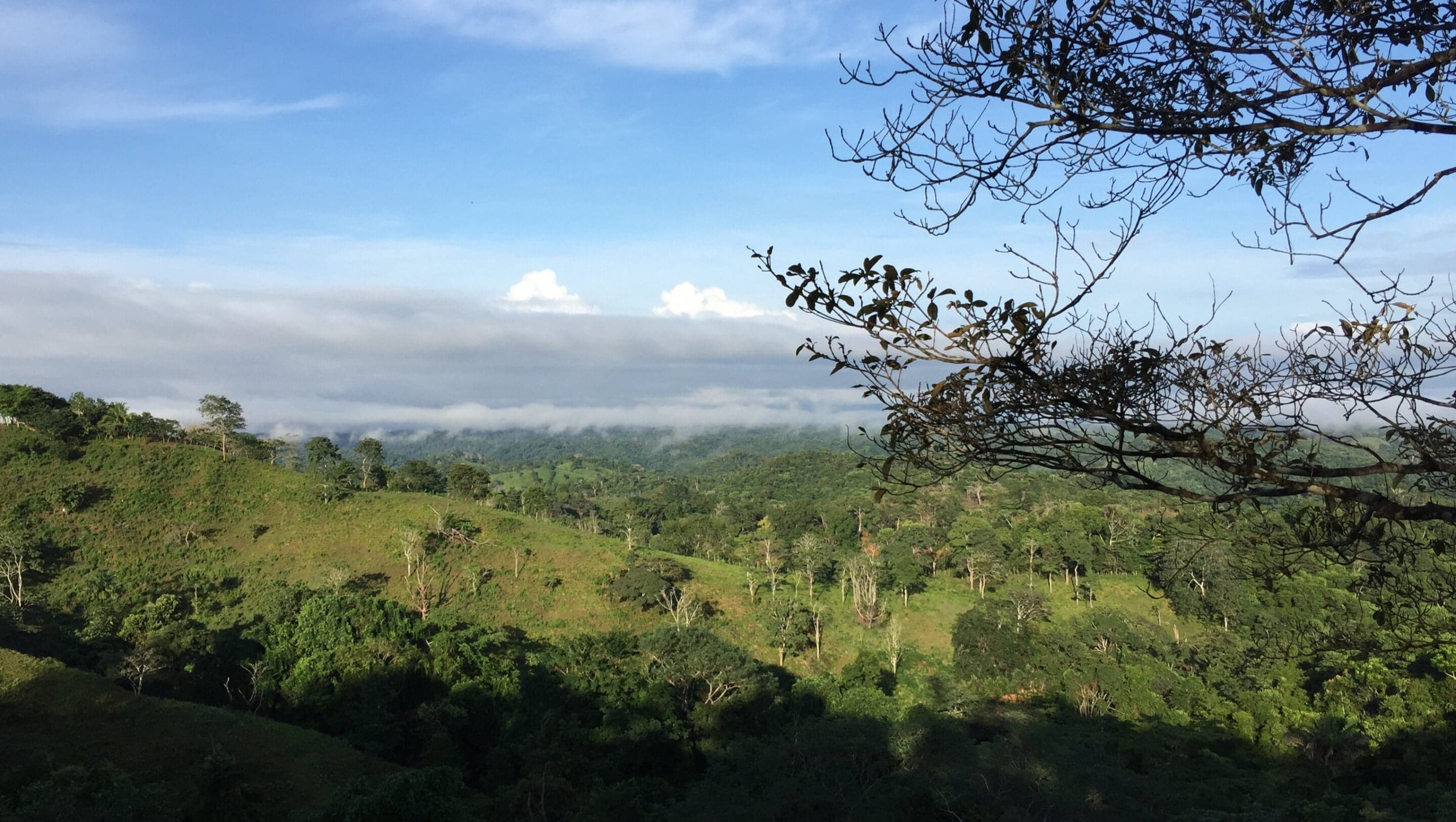 Azot, Ormansızlaştırılmış Alanlarda Daha Hızlı Yeniden Büyüme için Kilit Önem Taşıyor Olabilir!