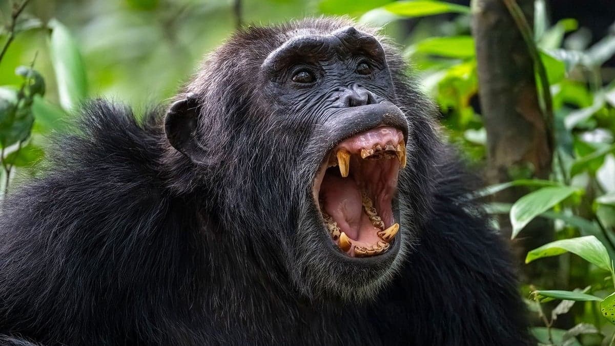 500 Yılda Bir Yaşanan Şempanze İç Savaşı Patlak Verdi!