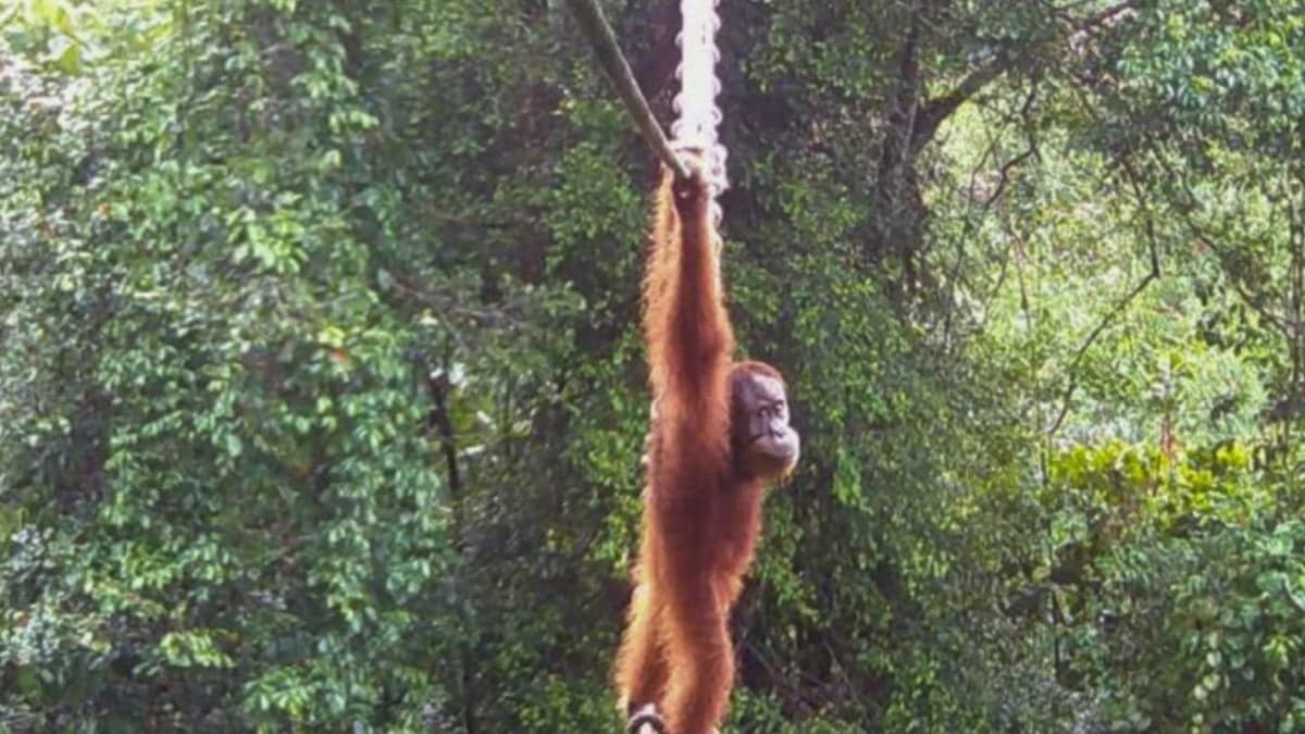Sumatra Orangutanı Yapay İp Köprüyü Kullanırken Görüntülendi