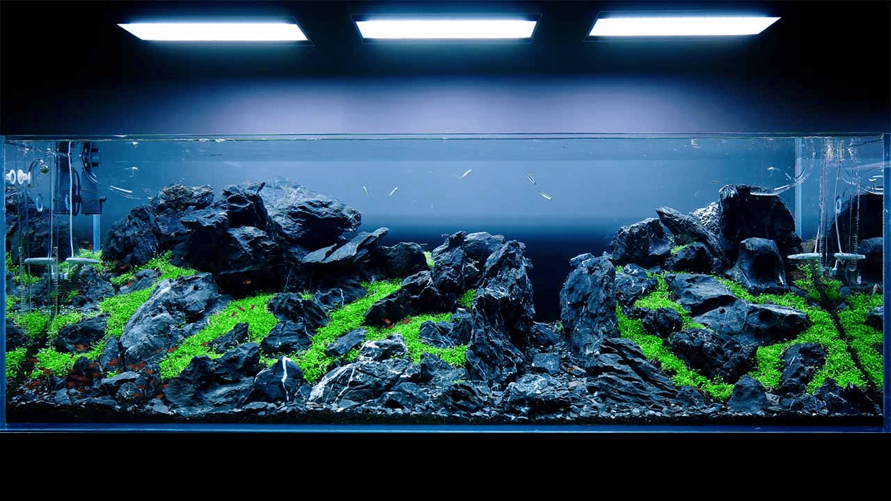 Akvaryum Aydınlatması Ne Kadar Yüksek Konumlandırılmalı?