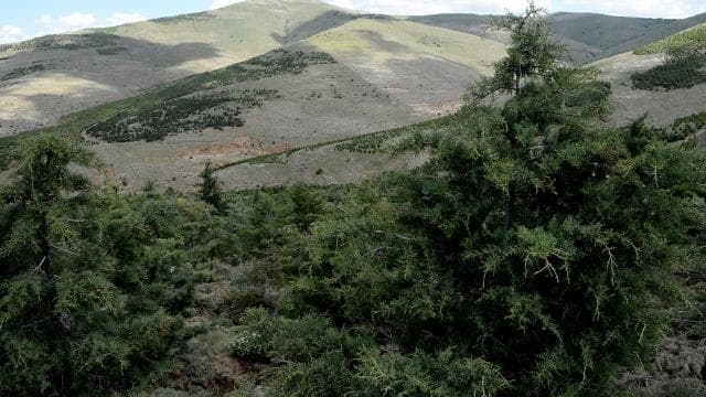 Çanakkale'de orman yangını riski nedeniyle biçerdöver kullanımı sınırlandırıldı