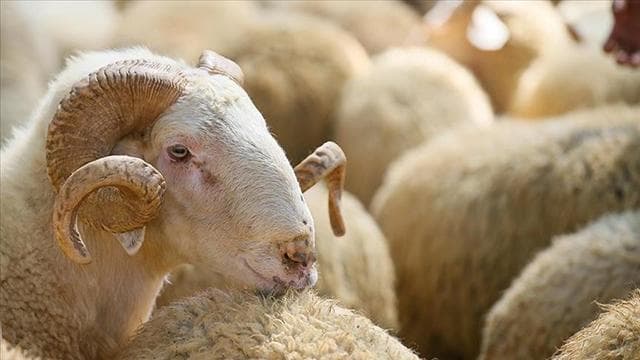 Kurban Bayramı deri sektörüne önemli katkı sağlayacak
