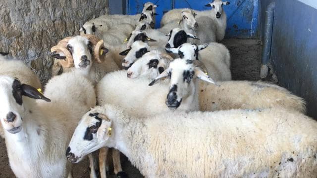 TİGEM, 3 bin 615 reforme küçükbaş hayvan satışı için ihale açtı