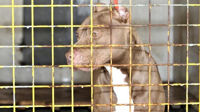 2 çocuğu yaralayan pitbullun sahibi hakkında iddianame düzenlendi