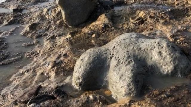 Tayland'da yeni bir dinozor türüne ait fosiller bulundu