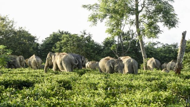 Afrika'da fillerin saldırısına uğrayan milyoner avcı hayatını kaybetti