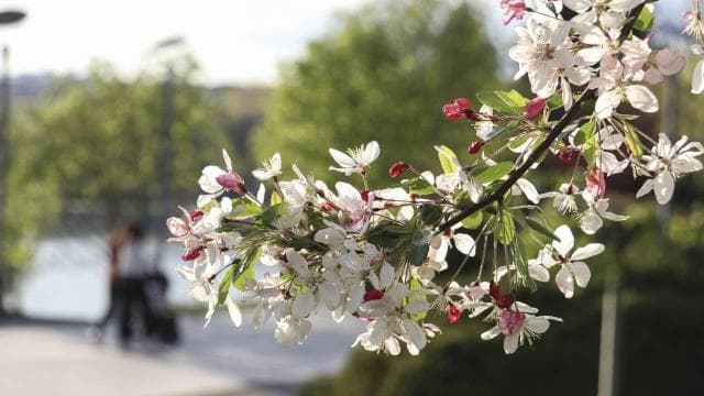 Baharda sıcaklıklar normallerin üzerinde olacak
