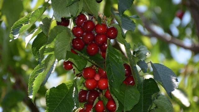 Kiraz yedikten sonra hastalanan çiftin ikisi de hayatını kaybetti