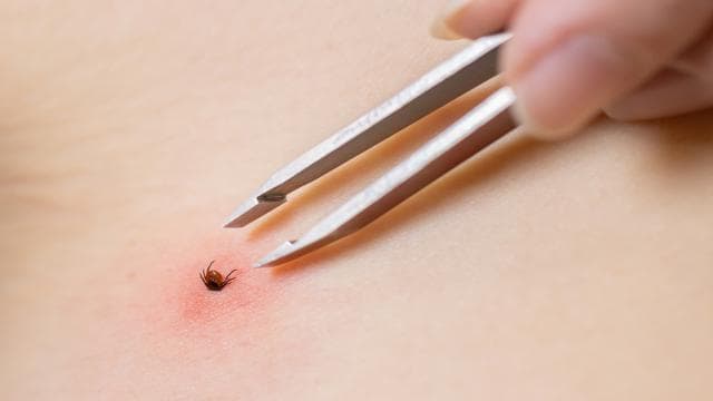 Uzman isimden KKKA uyarısı: Yağışlı kış kene sayısını artırabilir