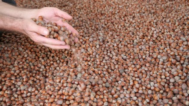 Türk fındığı 2025'te 122 ülkeye ihraç edildi