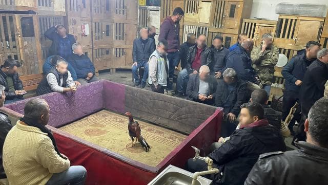 Horoz dövüştüren 23 kişiye para cezası