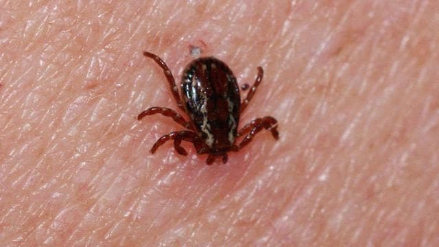 Sivas'ta kene can aldı