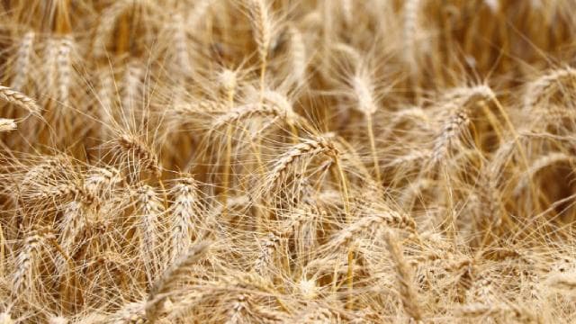 Su yetersizliği buğdayda verimi yüzde 40'a kadar düşürebilir