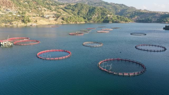 Karadenizin su ürünleri ihracatı 36 ülkeye ulaştı