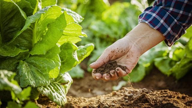 Tarımda zararlılarla mücadelede yöntem önerileri