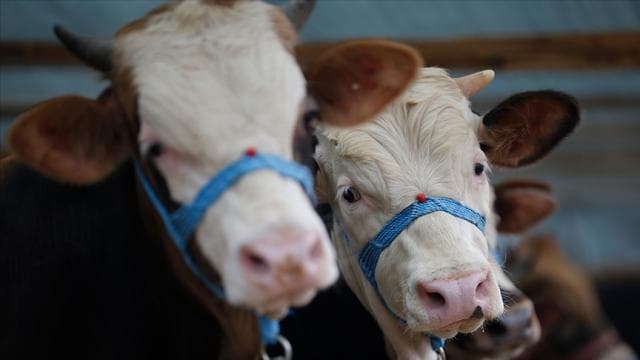 Kütahya'da şap alarmı: 15 köy karantinada