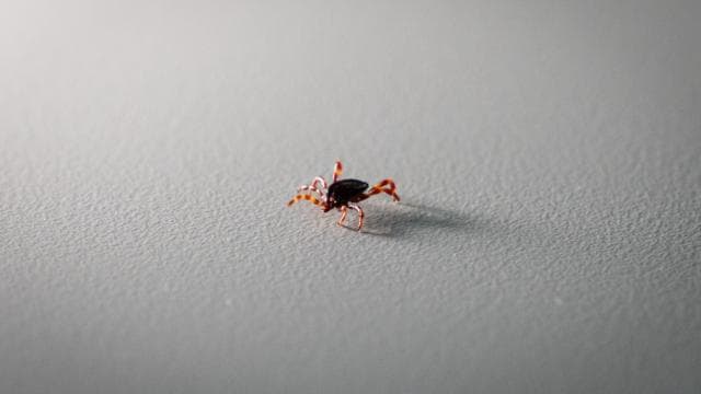 Tokat'ta 2 kişi KKKA hastalığı teşhisiyle tedavi görüyor