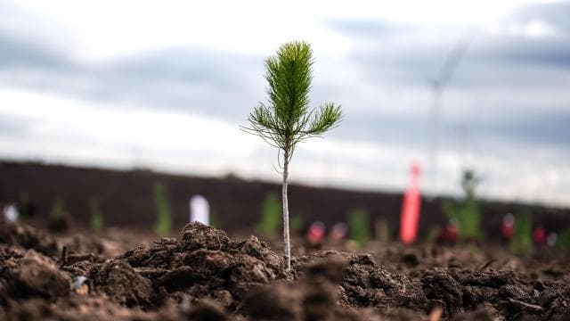 Türkiye'de bu yıl 600 milyon fidan toprakla buluşturulacak
