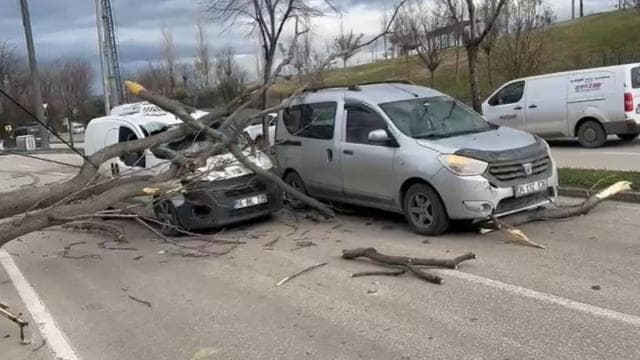 Bursa'da kuvvetli rüzgar: Ağaçlar devrildi