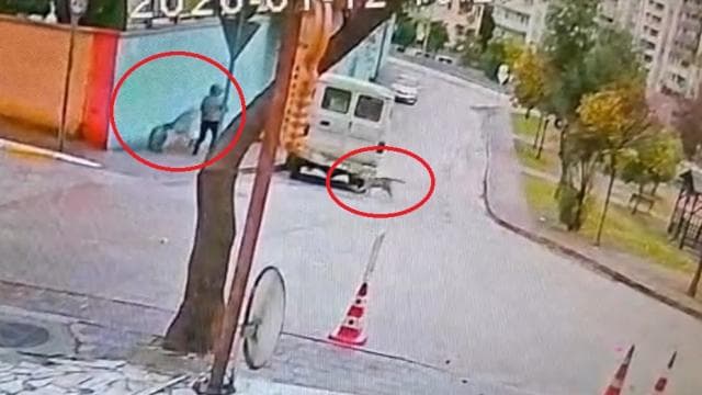 Başıboş sokak köpekleri köpeğiyle yürüyen kadına saldırdı