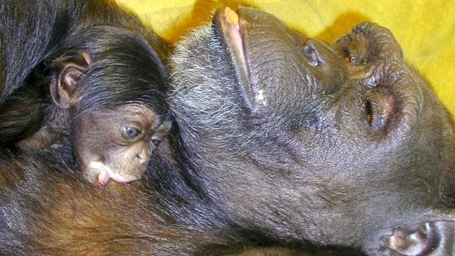 Çince ve İngilizce okuyabilen dahi şempanze Ai 49 yaşında öldü