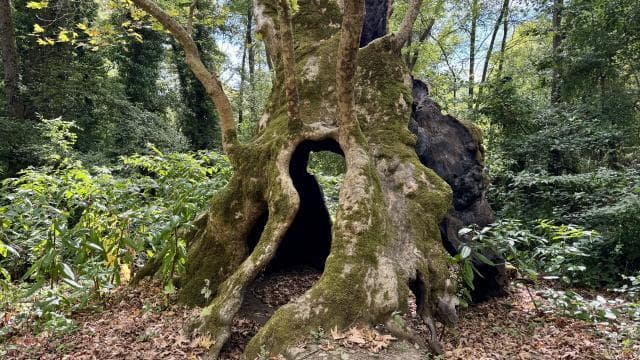İstanbul'un anıt ağaçları yüzyılların hafızasını ayakta tutuyor