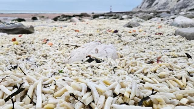 Sahil binlerce patates ve soğanla doldu