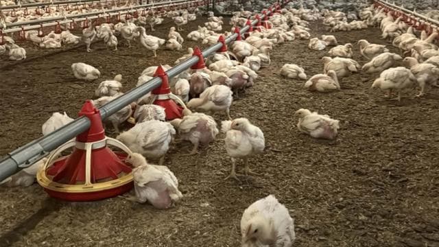 Son 60 yılda dünya genelinde et tüketimi dört kat arttı