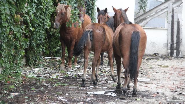 Atlara eziyet eden 2 zanlı bir ay hayvan barınağında çalışacak