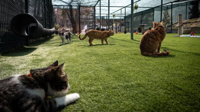 TBMM, yerleşkesindeki kedilere sahip çıktı