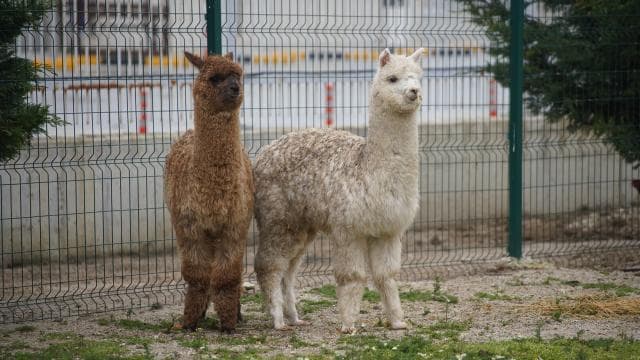 İpsala Sınır Kapısı'nda aralarında alpakaların da olduğu cins hayvanlar ele geçirildi