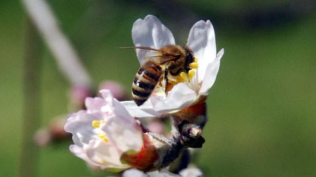 Arıların genetiğini bozan gizli tehlike