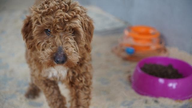 Yasa dışı köpek üretimine 2,1 milyon lira ceza