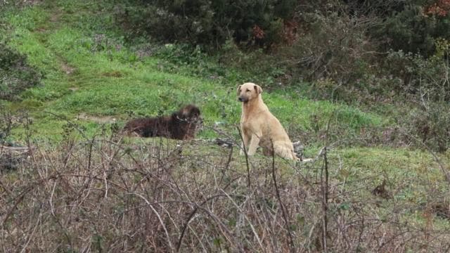 Okuldan eve dönen 6 yaşındaki çocuğa başıboş köpekler saldırdı