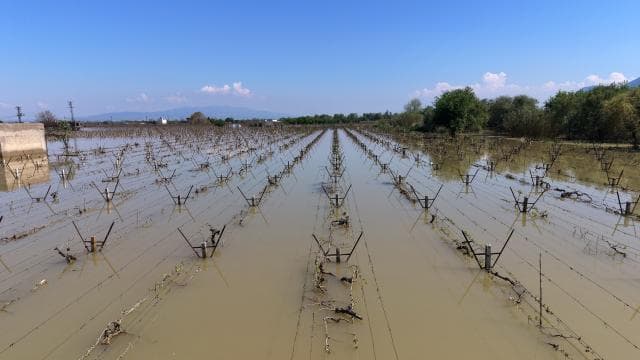 Manisa'da bağlar su altında kaldı