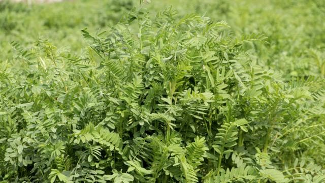 Yerli korunga NKÜ Efsane adıyla tescillendi