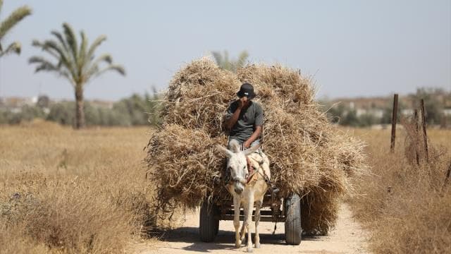 FAO, Gazze'deki tarımsal kısıtlamaların kaldırılmasını talep etti