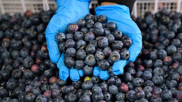 Türkiye'nin mavi yemiş üretimi ve ihracatı artış gösteriyor