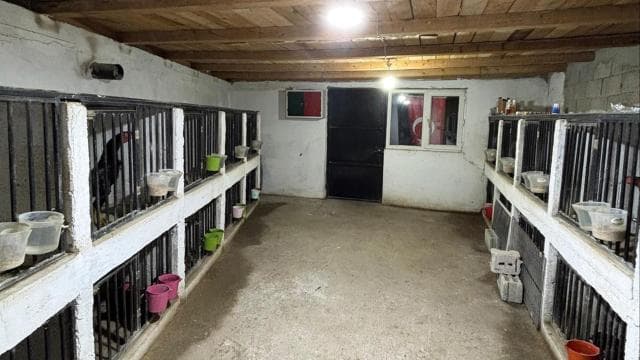 Yusufeli'nde horoz dövüşüne 508 bin lira ceza kesildi