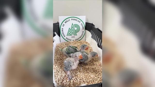 Bursa'da 3 İskender papağanı yavrusu koruma altına alındı