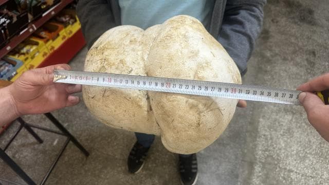 Yalvaç'ta bir bahçede 3 kilo 470 gram mantar bulundu
