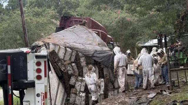 Texas'ta devrilen TIR nedeniyle milyonlarca bal arısı yayıldı