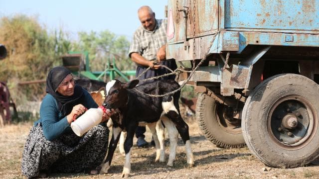 Ceyhan'da 40 yıllık besici çiftin üçüz buzağı sevinci