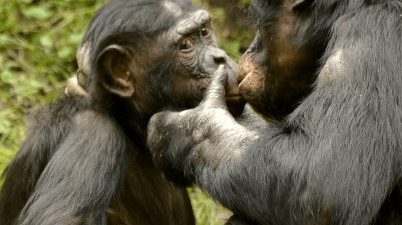 Öpüşmenin geçmişi 21 milyon yıl öncesine uzanıyor