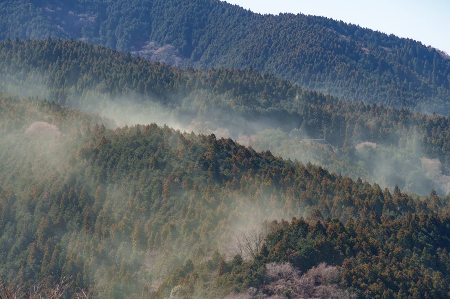 Cedar pollen season to start in early February, above-average levels expected