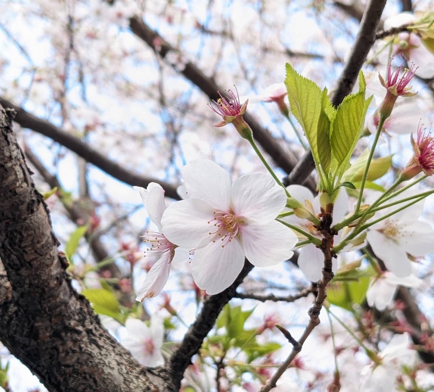 Cherry blossom season set to begin up to a week earlier than usual