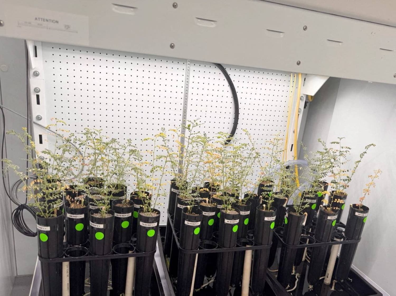 With lunar missions looming, scientists grow chickpeas in 'moon dirt'