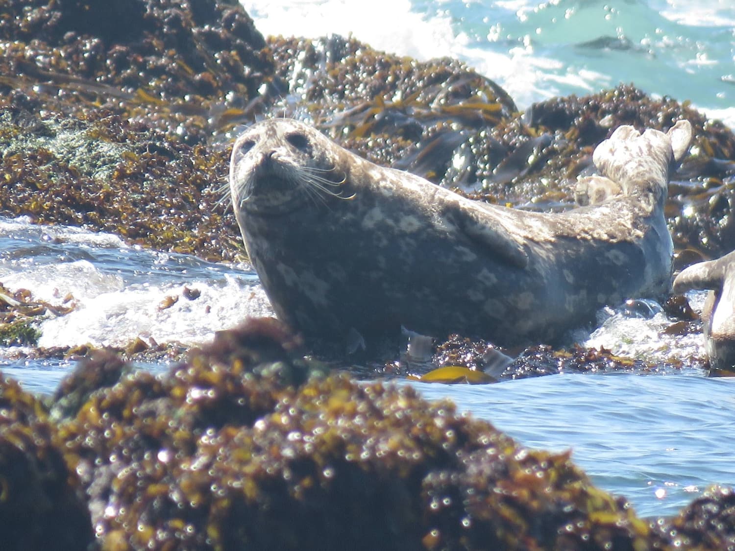 Ministry turns to acoustic devices to stop seals from stealing fish in Hokkaido